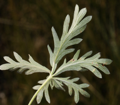 Potentilla gracilis elmeri