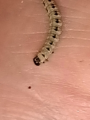 Yponomeuta evonymella