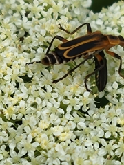 Agrilaxia flavimana