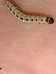 Yponomeuta evonymella