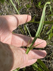 Coreopsis falcata