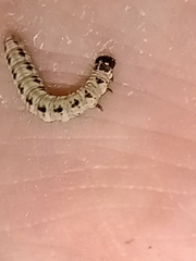 Yponomeuta evonymella