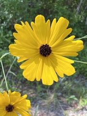 Coreopsis falcata