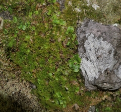 Distichium capillaceum