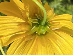 Coreopsis falcata