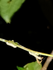 Yponomeuta evonymella