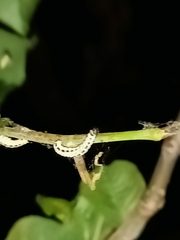 Yponomeuta evonymella