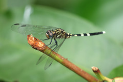 Orthetrum stemmale