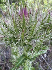 Cirsium horridulum vittatum