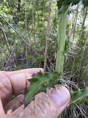 Cirsium horridulum vittatum