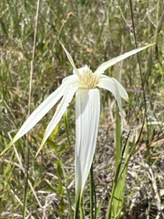 Rhynchospora latifolia