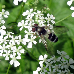 Leucozona xylotoides