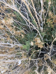 Hazardia brickellioides