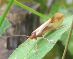 Platycentropus radiatus