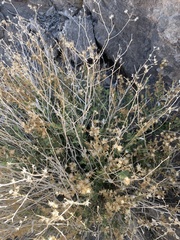 Hazardia brickellioides