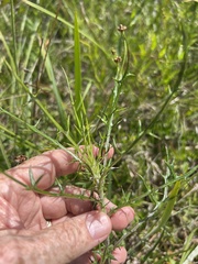 Cirsium virginianum