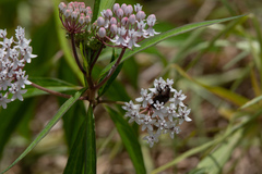 Asclepias perennis