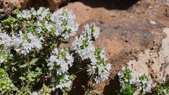 Thymus kotschyanus