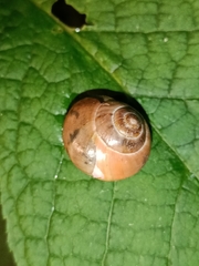 Fruticicola fruticum