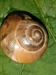 Fruticicola fruticum