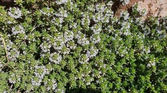 Thymus kotschyanus