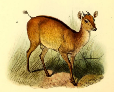 Ogilby's Duiker
