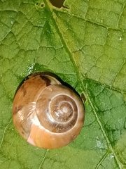 Fruticicola fruticum