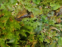 Mnium stellare