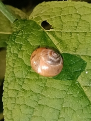 Fruticicola fruticum