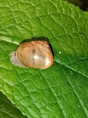 Fruticicola fruticum