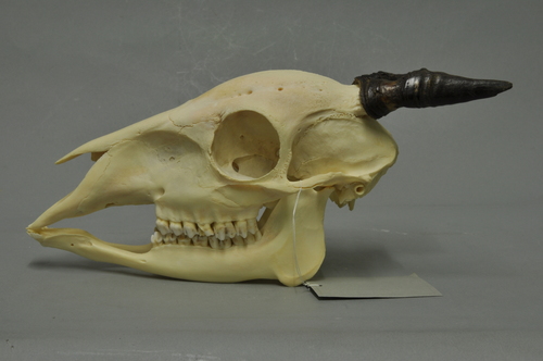 Ogilby's Duiker