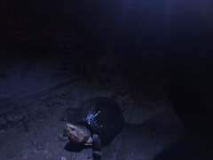 Kinosternon scorpioides scorpioides