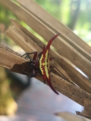 Gasteracantha milvoides