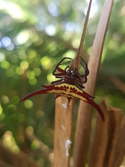 Gasteracantha milvoides