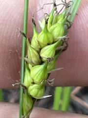 Carex striata