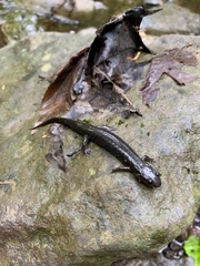 Desmognathus fuscus image