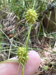 Carex lutea