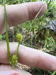 Carex lutea