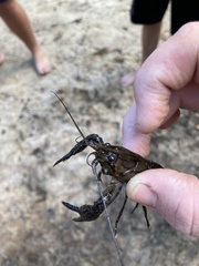 Procambarus spiculifer