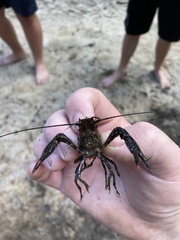 Procambarus spiculifer