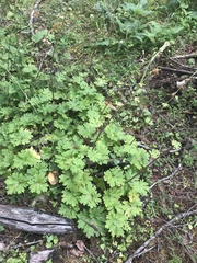 Cacaliopsis nardosmia