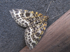 Arichanna melanaria