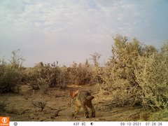 Bunolagus monticularis