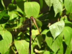 Libellula cyanea