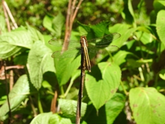 Libellula cyanea