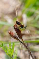 Lampria rubriventris
