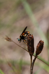 Lampria rubriventris