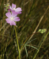 Sidalcea covillei
