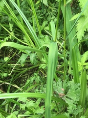 Glyceria elata