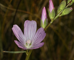 Sidalcea covillei